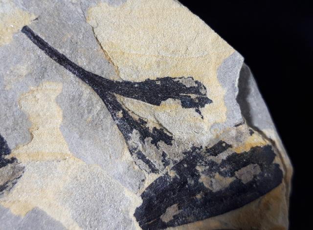 Ginkgo huttoni (STERNBERG in HEER 1876) - Bild &copy; FossNet FossilienStore